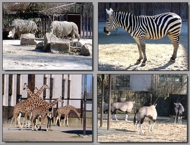 ZOO Safari Dvůr Králové nad Labem